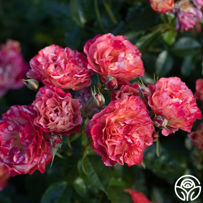 Frida Kahlo™ 13 Frida Kahlo™ - Image 13