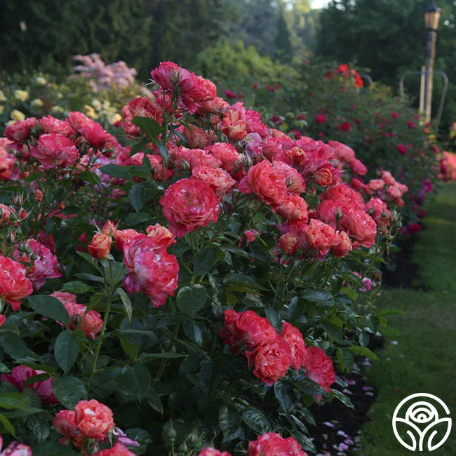 Frida Kahlo™ 12 Frida Kahlo™ - Image 12