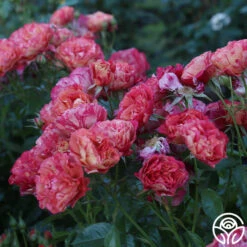 Frida Kahlo™ 23 Frida Kahlo™ -RoseLuxe Shop Frida Kahlo 23