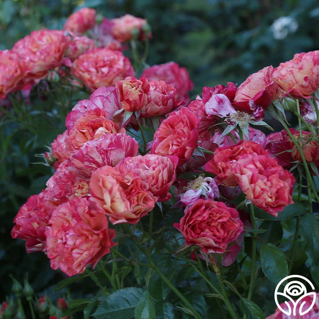 Frida Kahlo™ 11 Frida Kahlo™ - Image 11