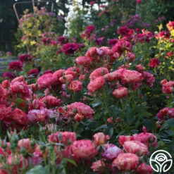 Frida Kahlo™ 17 Frida Kahlo™ -RoseLuxe Shop Frida Kahlo 25