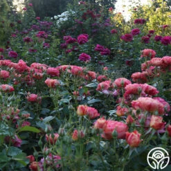 Frida Kahlo™ 22 Frida Kahlo™ -RoseLuxe Shop Frida Kahlo 26