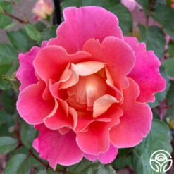 Fruity Petals™ -RoseLuxe Shop Fruity Petal2 13