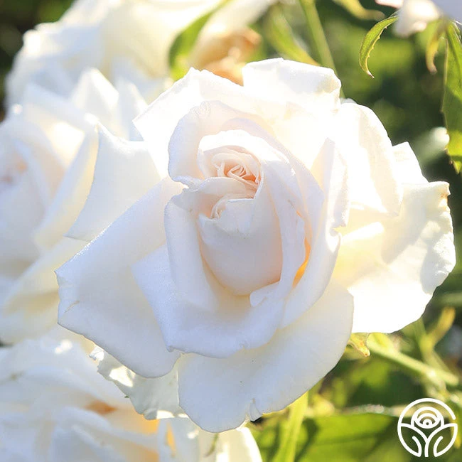 Full Sail 1 Full Sail