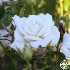 Full Sail 23 Full Sail -RoseLuxe Shop Full Sail 11