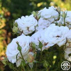 Full Sail 18 Full Sail -RoseLuxe Shop Full Sail 12