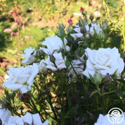 Full Sail 21 Full Sail -RoseLuxe Shop Full Sail 13