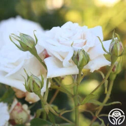 Full Sail 15 Full Sail -RoseLuxe Shop Full Sail 16