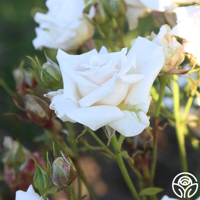 Full Sail 8 Full Sail - Image 8