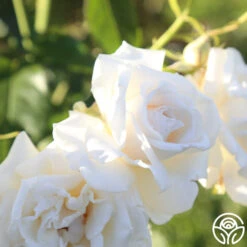 Full Sail 17 Full Sail -RoseLuxe Shop Full Sail 18