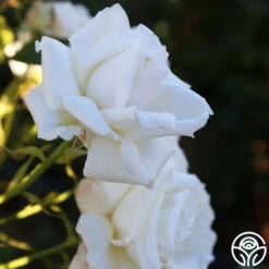 Full Sail 16 Full Sail -RoseLuxe Shop Full Sail 19