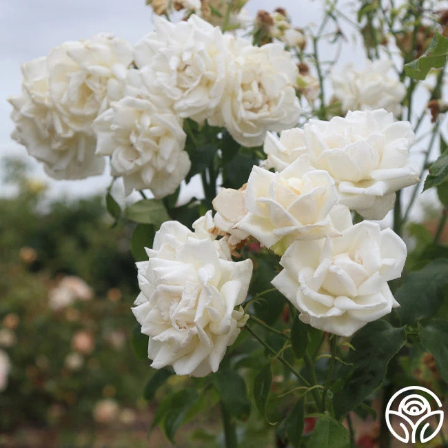 Full Sail 2 Full Sail - Image 2