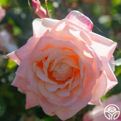 Generosity™ 12 Generosity™ -RoseLuxe Shop Generosity 11