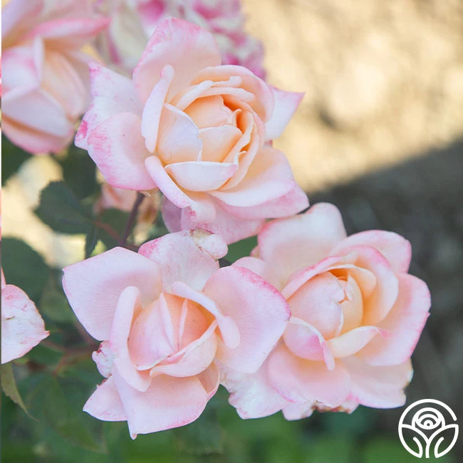 Generosity™ 7 Generosity™ - Image 7