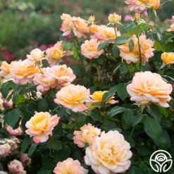 Glowing Peace™ -RoseLuxe Shop Glowing Peace 03