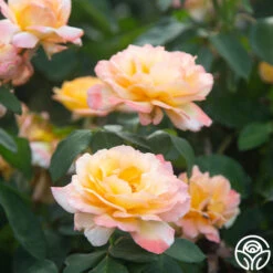 Glowing Peace™ -RoseLuxe Shop Glowing Peace 04