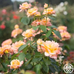 Glowing Peace™ -RoseLuxe Shop Glowing Peace 05