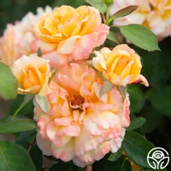 Glowing Peace™ -RoseLuxe Shop Glowing Peace 06