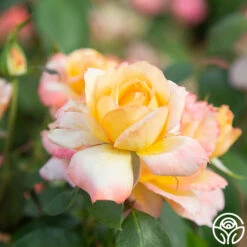 Glowing Peace™ -RoseLuxe Shop Glowing Peace 07