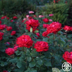 Eleganza® Grande Amore -RoseLuxe Shop Grande Amore 21