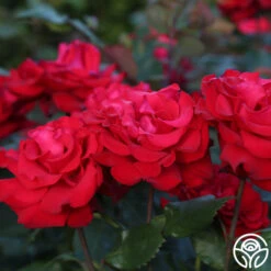 Eleganza® Grande Amore -RoseLuxe Shop Grande Amore 22