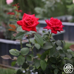 Eleganza® Grande Amore -RoseLuxe Shop Grande Amore 23