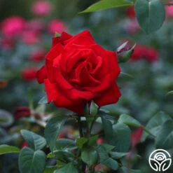 Eleganza® Grande Amore -RoseLuxe Shop Grande Amore 34