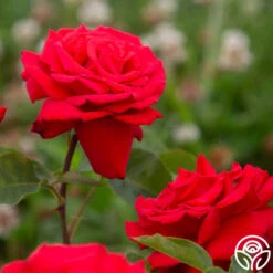 Eleganza® Grande Amore -RoseLuxe Shop Grande Amore 4525