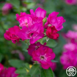 Grape Jelly™ -RoseLuxe Shop Grape Jelly