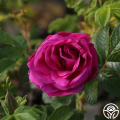 Hansa 13 Hansa -RoseLuxe Shop Hansa 07