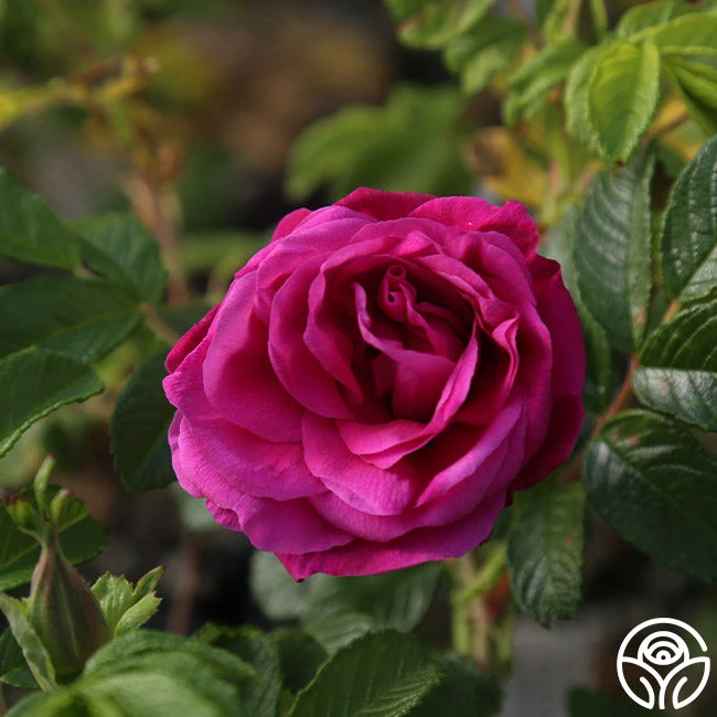 Hansa 7 Hansa - Image 7