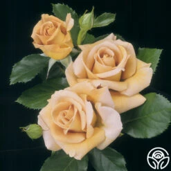 Honey Dijon™ 10 Honey Dijon™ -RoseLuxe Shop Honey Dijon 7