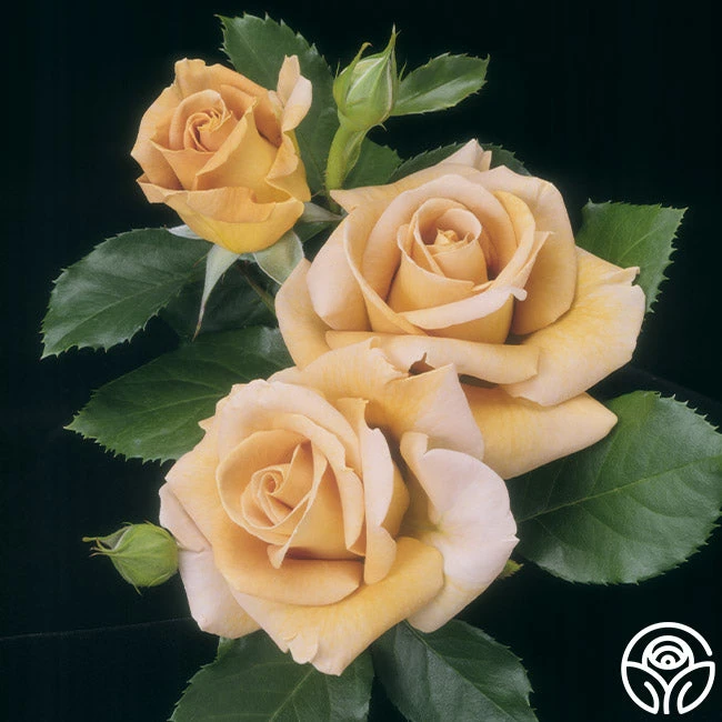 Honey Dijon™ 5 Honey Dijon™ - Image 5