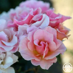 Honey Nectar™ -RoseLuxe Shop Honey Nectar 111