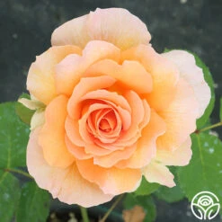 Honey Perfume™ -RoseLuxe Shop Honey Perfume 111