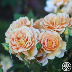 Best Seller -RoseLuxe Shop Honey Perfume 11