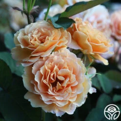 Honey Perfume™ -RoseLuxe Shop Honey Perfume 13