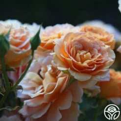 Honey Perfume™ -RoseLuxe Shop Honey Perfume 15