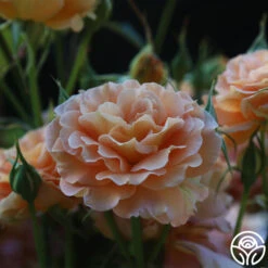 Honey Perfume™ -RoseLuxe Shop Honey Perfume 17