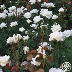 Honor™ -RoseLuxe Shop Honor 11