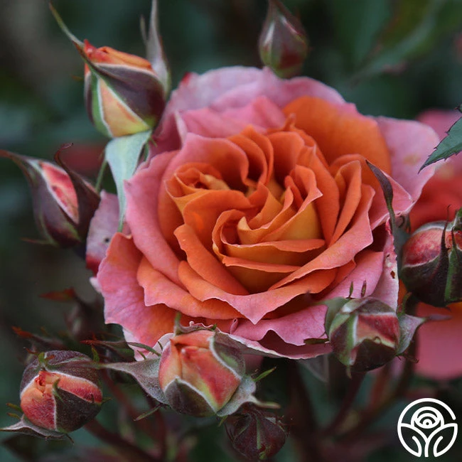 Iris Webb 2 Iris Webb - Image 2