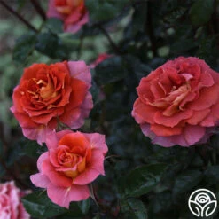 Iris Webb 12 Iris Webb -RoseLuxe Shop Iris Webb 14