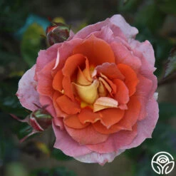 Iris Webb 17 Iris Webb -RoseLuxe Shop Iris Webb 15