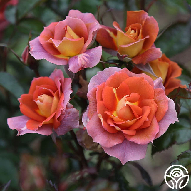 Iris Webb 5 Iris Webb - Image 5