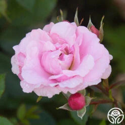 John Davis -RoseLuxe Shop John Davis 22