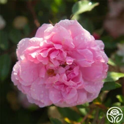 John Davis -RoseLuxe Shop John Davis 23