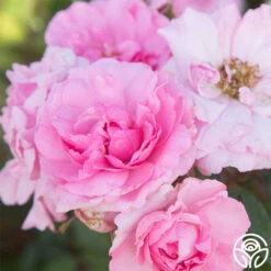 John Davis -RoseLuxe Shop John Davis 25