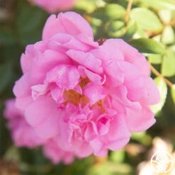 John Davis -RoseLuxe Shop John Davis 26