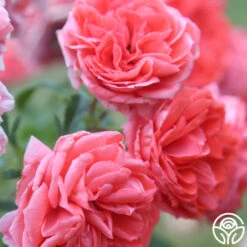 Veranda® Jolie -RoseLuxe Shop Jolie Veranda 5