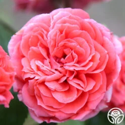 Veranda® Jolie -RoseLuxe Shop Jolie Veranda 8